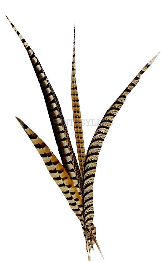 Pheasant Feathers 20" - 24"